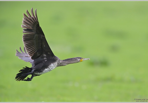 Kormoran (Phalacrocorax carbo)