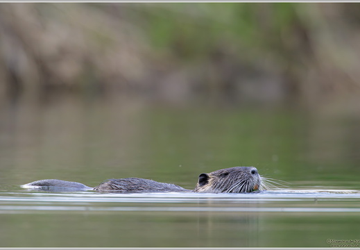 Nutria-(Myocastor-coypus)49