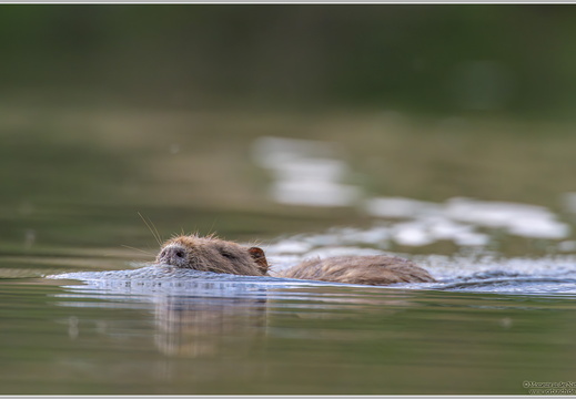 Nutria (Myocastor coypus)