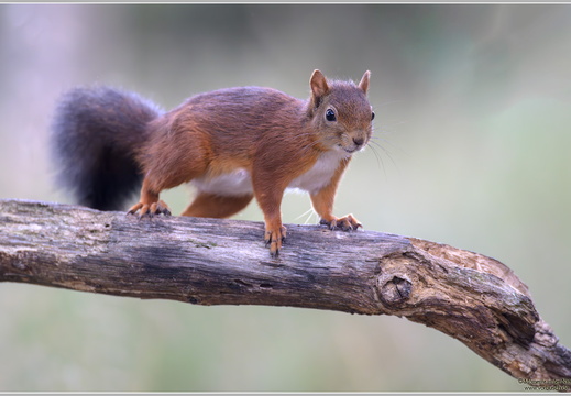 Eichhörnchen (Sciurus vulgaris)