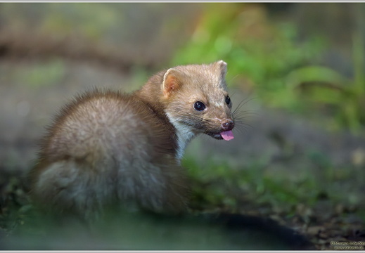 Steinmarder (Martes foina)