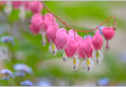 Tränendes Herz (Lamprocapnos spectabilis)
