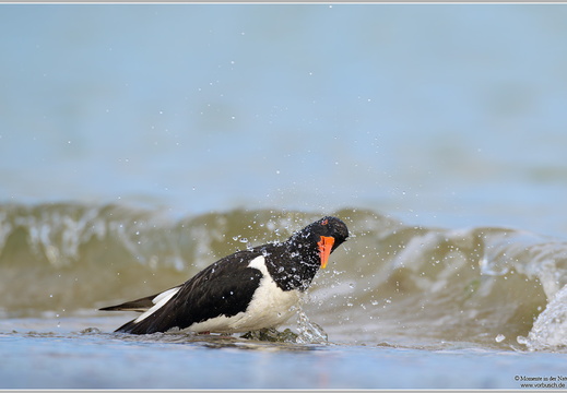 Austernfischer (Haematopus oetralegus)