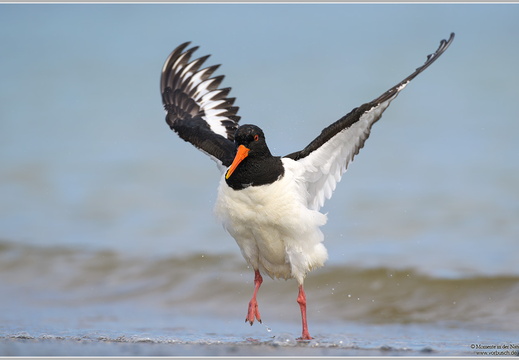 Austernfischer (Haematopus oetralegus)