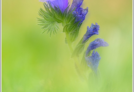 Violetter Natterkopf (Echium-plantagineum)