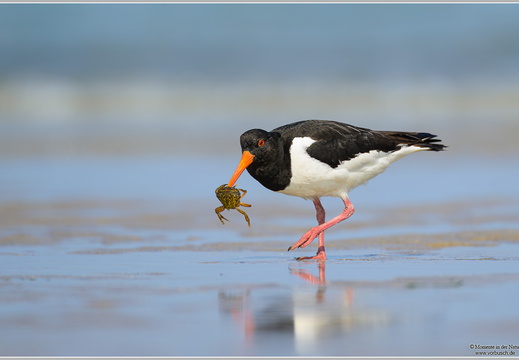 Austernfischer (Haematopus ostralegus)