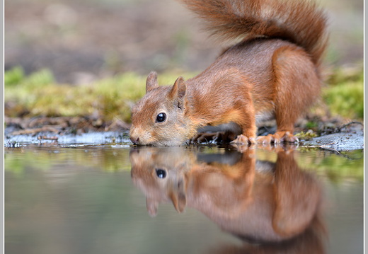Eichhörnchen (Sciurus vulgaris)