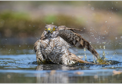 Sperber (Accipiter nisus)