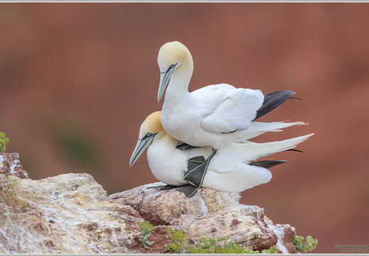 Basstoelpel (Sula bassana)