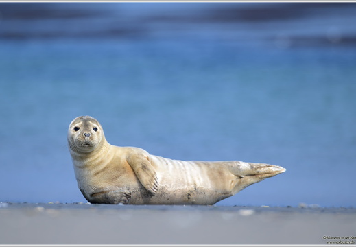 Kegelrobbe (Halichoerus grypus)