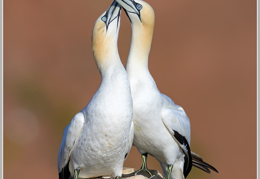 Basstoelpel (Sula bassana)