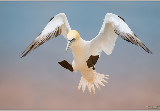 Basstoelpel (Sula bassana)