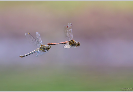 Grosse Heidelibelle (Sympetrum striolatum)