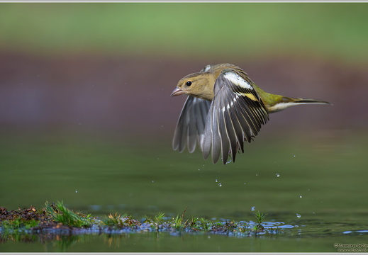 Buchfink (Fringilla coelebs)