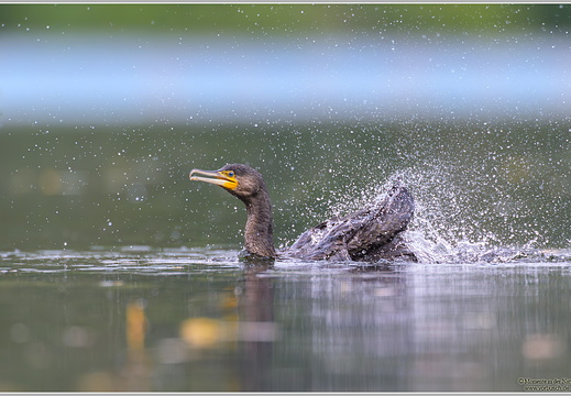 Kormoran (Phalacrocorax carbo)