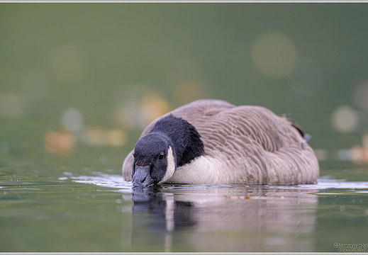 Kanadagans (Branta canadensis)