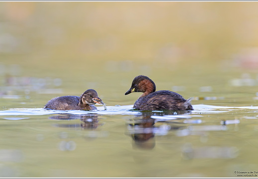 Zwergtaucher (Tachybaptus ruficollis)