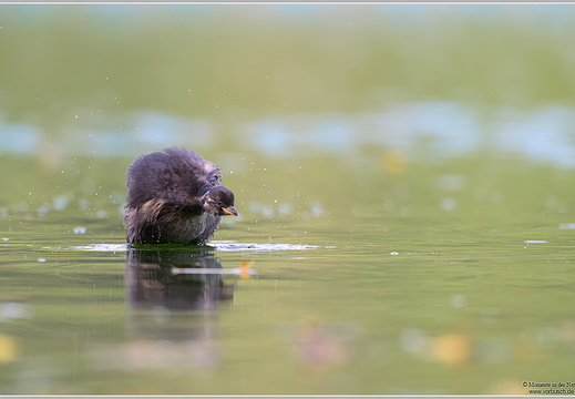 Zwergtaucher (Tachybaptus ruficollis)