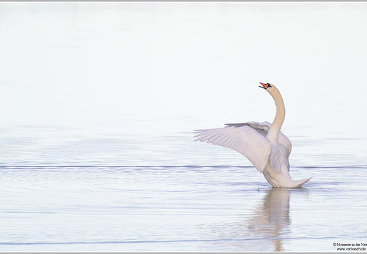 Höckerschwan (Cygnus olor)