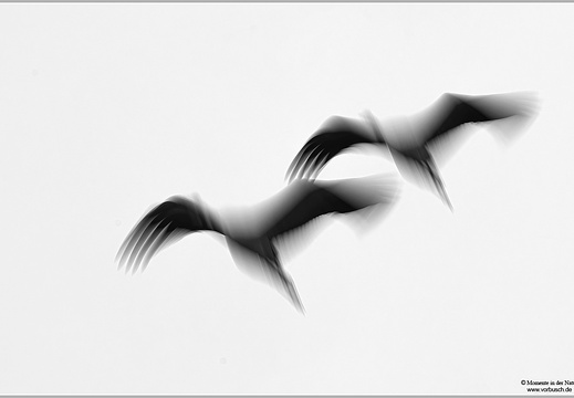 Grauer Kranich-(Grus grus)
