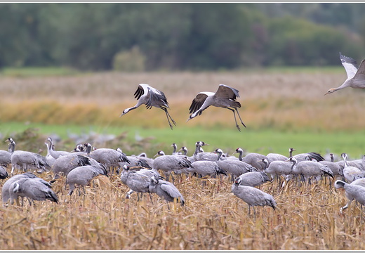 Grauer Kranich (Grus grus)