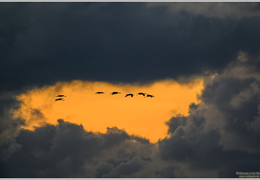 Grauer Kranich (Grus grus)