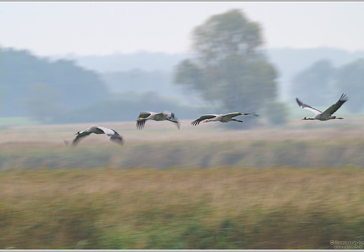 Grauer Kranich (Grus grus)