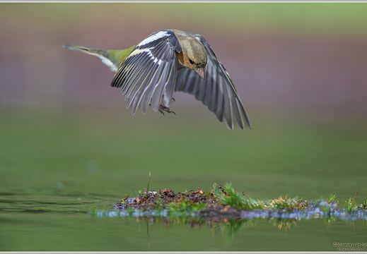 Buchfink (Fringilla coelebs)