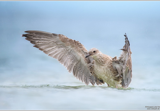 Silbermöwe-(Larus-argentatus)32