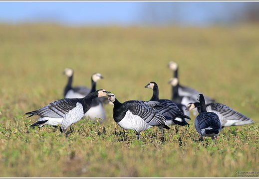 Weisswangengans (Branta leucopsis)
