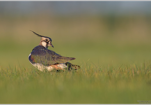 Kiebitz (Vanellus vanellus)
