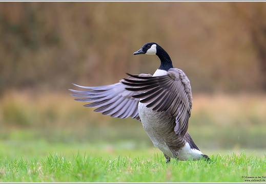 Kanadagans (Branta canadensis)