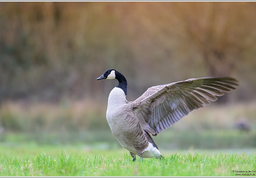 Kanadagans (Branta canadensis)