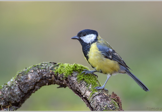 Kohlmeise (Parus major)
