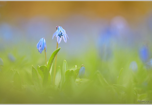 Blaustern (Scilla sp.)