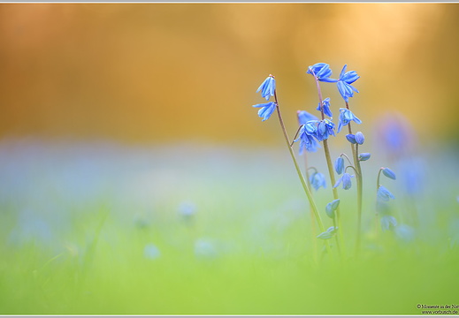 Blaustern (Scilla sp.)