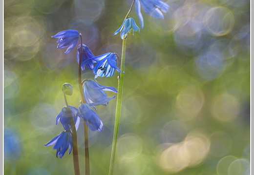 Blaustern (Scilla sp.)