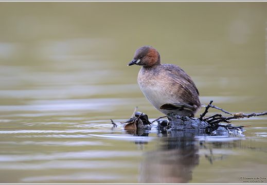 Zwergtaucher (Tachybaptus ruficollis)