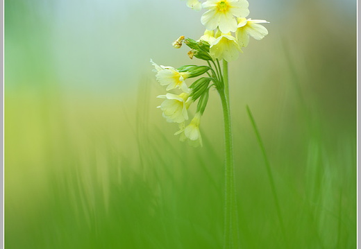 Schlüsselblume (Primula veris)