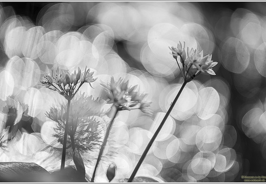 Bärlauch (Allium ursinum)