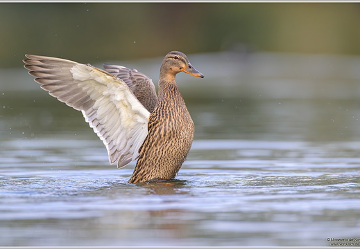 Stockente (Anas platyrhynchos)