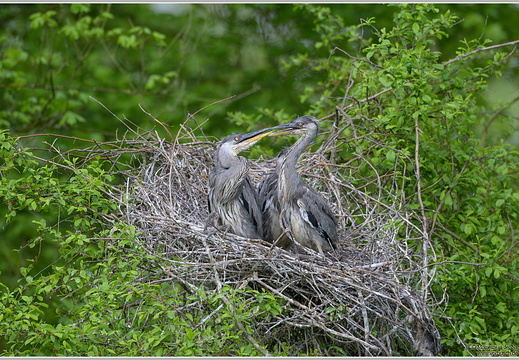 Graureiher (Ardea cinerea)