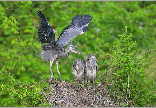 Graureiher (Ardea cinerea)