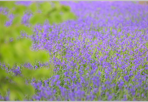 Atlantisches Hasenglöckchen (Hyacinthoides non scripta)