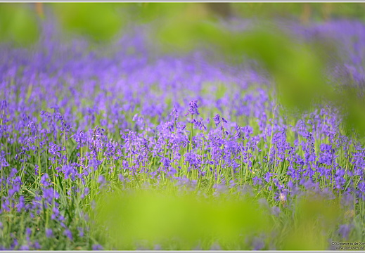 Atlantisches Hasenglöckchen (Hyacinthoides non scripta)