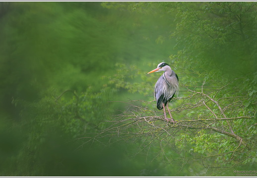 Graureiher (Ardea cinerea)