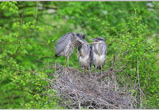 Graureiher (Ardea cinerea)