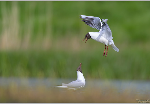 Lachmöwe (Larus ridibundus)