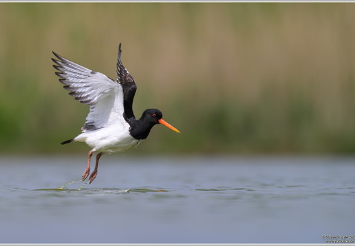 Austernfischer (Haematopus ostralegus)