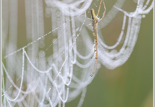 Bergstreckerspinne (Tetragnatha motana)